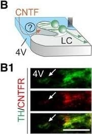 CNTF activates tyrosine hydroxylase by phosphorylation in mouse and human locus coeruleusCntfr mRNA expression in mouse locus coeruleus (LC, white arrows). Increasing mRNA content is indicated by a color gradient ranging from dark blue (low) to red (high). The ependymal surface as contact point with the 4th ventricle is shown in blue. Scale bar = 100 μm.Hypothetical orientation of NE neurons with their dendrites emanating toward the 4th ventricle. (B1) CNTF receptor (CNTFR) localization in tyrosine hydroxylase (TH)+ processes extending toward the ventricular wall (arrow marks ventricular surface). Scale bar = 10 μm.c‐Fos activation in LC 2 h after formalin stress. Left: Increased density of c‐Fos+ cells in the LC. Scale bar = 150 μm. Right: Quantitative data. *P < 0.05, n = 4/group.Representative Western blots of ex vivo LC explants acutely exposed to recombinant CNTF (for 20 min) show increased TH (D1) and Erk1 (D2) phosphorylation (n ≥ 3 samples/group). *P < 0.05.Intracerebroventricular infusion of Cntf siRNA blunts stress‐induced TH phosphorylation in the LC. (E1) Acute stress was triggered by injecting 4% PFA into a left hind paw unilaterally. Sampling followed 20 min later. *P < 0.05, n = 8/group.Schematic diagram of the BDA‐based retrograde labeling of LC neurons projecting to the mPFC. (F1) Multiple‐labeling immunofluorescence detection of CNTFRs in a BDA+/TH+ neuron. Solid arrowheads point to perisomatic CNTFRs, and open arrowheads label BDA accumulation, while asterisks identify BDA−/TH+ neurons. Scale bar = 7 μm. (F2) Quantitative analysis of CNTFR density on the plasmalemmal surface of BDA− vs. BDA+ NE neurons in n = 4 rats. *P < 0.05.Graphical rendering of the experimental outline to test CNTF effects on NE neurons projecting to the mPFC. GCaMP6f was microinjected into the mPFC in vivo with exogenous CNTF (2 nM) applied to brain slices containing the LC 14 days later. (G1) Representative traces of GCaMP6f fluorescence changes in two NE neurons in respons