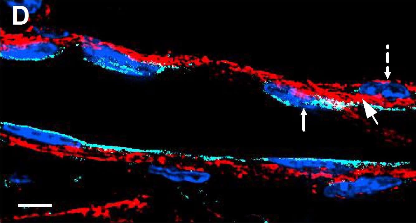 Resting skin vessels contain high density HS moieties preferentially expressed at their basolateral compartments.(A, C, E, F, G) Axial and longitudinal sections of vessels of (A, B) naïve frozen, or (C, D, E, F, G) paraffin embedded murine flank skin tissues. Tissues were stained for HS with monoclonal mouse IgM (10E4 epitope; red), goat anti mouse VE-cadherin (cyan), FITC-mouse monoclonal to  alpha -SMA (green), and nuclei (blue). (H) HS and  alpha -SMA profile of the fluorescence intensity along the purple arrow in the merged image. Double-headed black arrow denotes the vessel lumen as indicated by VE-cadherin. In C, D and G, small-headed arrows denote the endothelial apical side, large-headed arrows denote the endothelial basolateral side, and broken-line arrows denote the pericyte basolateral side. Images were taken at 100X magnification. Scale bar represents 5 µm. Image collected and cropped by CiteAb from the following publication (//dx.plos.org/10.1371/journal.pone.0085699), licensed under a CC-BY license. Not internally tested by R&D Systems.