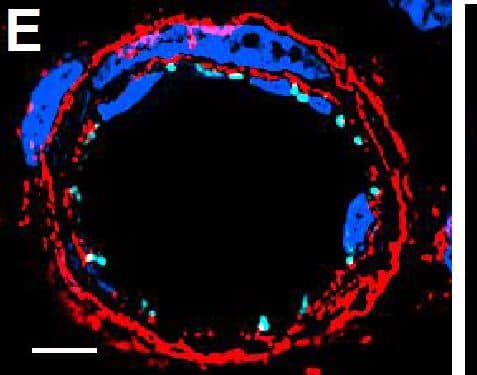 Resting skin vessels contain high density HS moieties preferentially expressed at their basolateral compartments.(A, C, E, F, G) Axial and longitudinal sections of vessels of (A, B) naïve frozen, or (C, D, E, F, G) paraffin embedded murine flank skin tissues. Tissues were stained for HS with monoclonal mouse IgM (10E4 epitope; red), goat anti mouse VE-cadherin (cyan), FITC-mouse monoclonal to  alpha -SMA (green), and nuclei (blue). (H) HS and  alpha -SMA profile of the fluorescence intensity along the purple arrow in the merged image. Double-headed black arrow denotes the vessel lumen as indicated by VE-cadherin. In C, D and G, small-headed arrows denote the endothelial apical side, large-headed arrows denote the endothelial basolateral side, and broken-line arrows denote the pericyte basolateral side. Images were taken at 100X magnification. Scale bar represents 5 µm. Image collected and cropped by CiteAb from the following publication (//dx.plos.org/10.1371/journal.pone.0085699), licensed under a CC-BY license. Not internally tested by R&D Systems.
