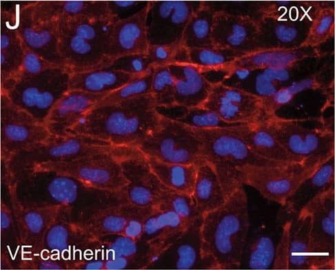 FACS analysis of emerging vascular EC progenies from mES and iPS cells.Adherent cells (2x105) were detached and subjected to two-step FACS-aided purification. Control FACS profile on day 5 of cells derived from mES (J1) cells (A). Representative FACS profiles of day 5, with vascular progenies assessed using anti-Flk1 and anti-VE-cadherin antibodies obtained from mES (J1) cells (B) and derived from miPS (iMZ-21) cells (C); Control FACS profile on day 5 of cells derived from miPS (iMZ-21) cells (D). Representative FACS after the second step of purification derived from mES (E) and iPS cells (F). The yield of Flk1+VE-cadherin+ after the second round of FACS was 100% for both mES and miPS-derived vascular progenies. Morphology of mES- and miPS-derived vascular ECs (G-J). Flk1+VE-cadherin+ vascular progenies derived from mES and miPS cells were cultured overnight in IV Col-coated dishes, immunostained with anti-VE-cadherin (green) and anti-CD31 (red) of cells derived from mES cells (G&H) and miPS cells (I&J). DAPI, nucleus (blue). Magnifications are as indicated; the scale bar is 200 µm. Experiments were repeated 3 times. Image collected and cropped by CiteAb from the following publication (//dx.plos.org/10.1371/journal.pone.0085549), licensed under a CC-BY license. Not internally tested by R&D Systems.