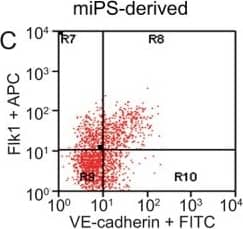 FACS analysis of emerging vascular EC progenies from mES and iPS cells.Adherent cells (2x105) were detached and subjected to two-step FACS-aided purification. Control FACS profile on day 5 of cells derived from mES (J1) cells (A). Representative FACS profiles of day 5, with vascular progenies assessed using anti-Flk1 and anti-VE-cadherin antibodies obtained from mES (J1) cells (B) and derived from miPS (iMZ-21) cells (C); Control FACS profile on day 5 of cells derived from miPS (iMZ-21) cells (D). Representative FACS after the second step of purification derived from mES (E) and iPS cells (F). The yield of Flk1+VE-cadherin+ after the second round of FACS was 100% for both mES and miPS-derived vascular progenies. Morphology of mES- and miPS-derived vascular ECs (G-J). Flk1+VE-cadherin+ vascular progenies derived from mES and miPS cells were cultured overnight in IV Col-coated dishes, immunostained with anti-VE-cadherin (green) and anti-CD31 (red) of cells derived from mES cells (G&H) and miPS cells (I&J). DAPI, nucleus (blue). Magnifications are as indicated; the scale bar is 200 µm. Experiments were repeated 3 times. Image collected and cropped by CiteAb from the following publication (//dx.plos.org/10.1371/journal.pone.0085549), licensed under a CC-BY license. Not internally tested by R&D Systems.