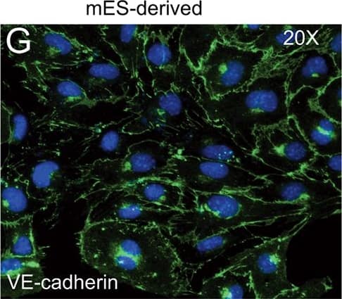 FACS analysis of emerging vascular EC progenies from mES and iPS cells.Adherent cells (2x105) were detached and subjected to two-step FACS-aided purification. Control FACS profile on day 5 of cells derived from mES (J1) cells (A). Representative FACS profiles of day 5, with vascular progenies assessed using anti-Flk1 and anti-VE-cadherin antibodies obtained from mES (J1) cells (B) and derived from miPS (iMZ-21) cells (C); Control FACS profile on day 5 of cells derived from miPS (iMZ-21) cells (D). Representative FACS after the second step of purification derived from mES (E) and iPS cells (F). The yield of Flk1+VE-cadherin+ after the second round of FACS was 100% for both mES and miPS-derived vascular progenies. Morphology of mES- and miPS-derived vascular ECs (G-J). Flk1+VE-cadherin+ vascular progenies derived from mES and miPS cells were cultured overnight in IV Col-coated dishes, immunostained with anti-VE-cadherin (green) and anti-CD31 (red) of cells derived from mES cells (G&H) and miPS cells (I&J). DAPI, nucleus (blue). Magnifications are as indicated; the scale bar is 200 µm. Experiments were repeated 3 times. Image collected and cropped by CiteAb from the following publication (//dx.plos.org/10.1371/journal.pone.0085549), licensed under a CC-BY license. Not internally tested by R&D Systems.
