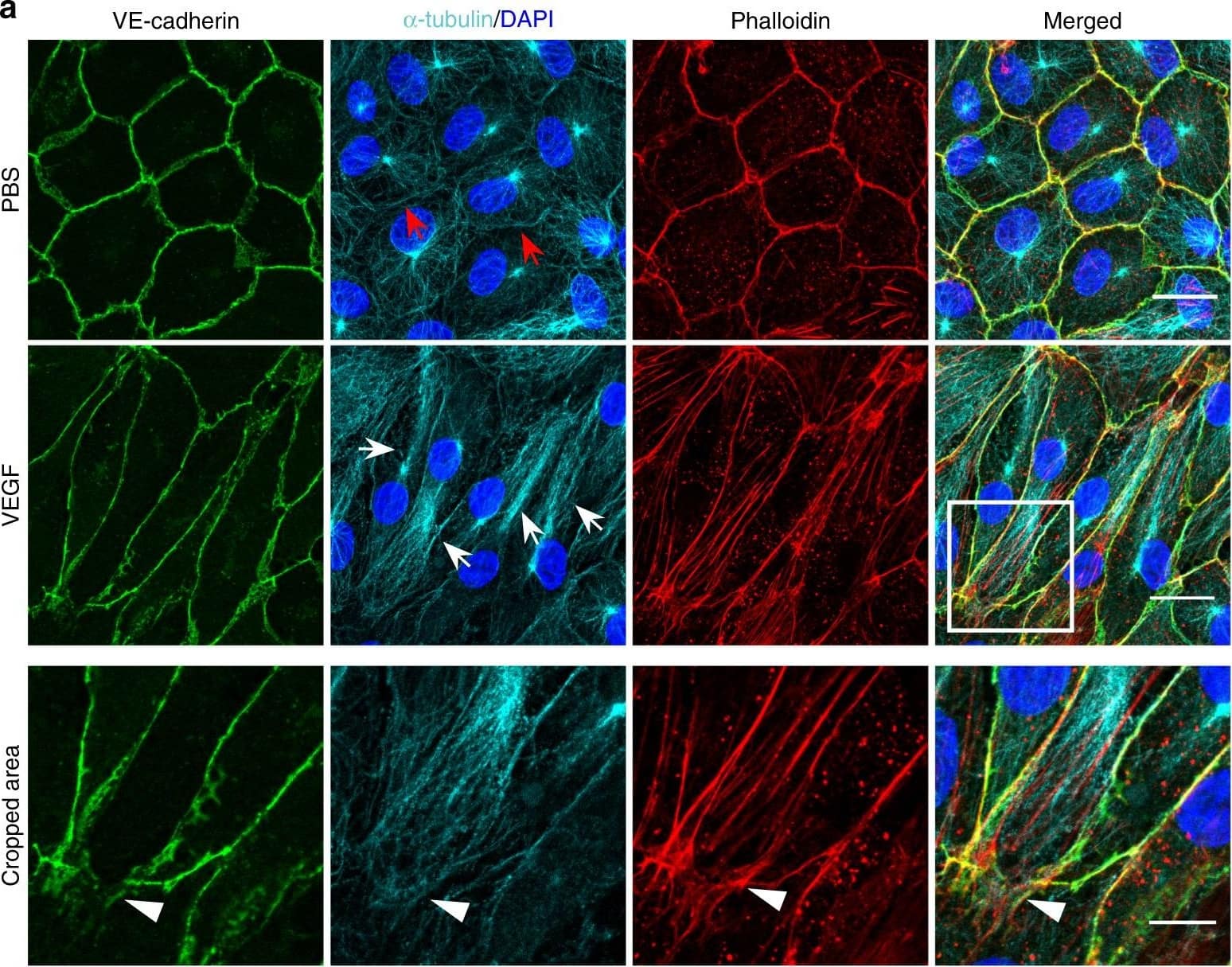 Microtubules (MT) are indispensable for VEGF-induced cell elongation. a Confluent HUVECs immune labelled for VE-cadherin,  alpha -tubulin and Phalloidin-TRITC after VEGF treatment for 24 h or PBS for control, as indicated. Nuclei are stained blue with DAPI. LSM demonstrates MT in control cells evenly distributed throughout the cells, while a few MT are aligned in parallel with JAAF (red arrows). VEGF-induced elongated cells display MT running parallel to the longitudinal cell axis together with stress fibres, and MT are enriched at the leading edge (white arrows; for dynamics compare supplementary Movie 10) (Scale bar: 20 µm). The cropped area displays an interrupted VE-cadherin pattern, MT enrichment, and stress fibres at the cell poles (arrowheads; for dynamics compare Supplementary Movies 10 and 11) (scale bar: 10 µm). b Confluent HUVEC cultures treated with 50 ng ml−1 nocodazole for 4 h and subsequently labelled with VE-cadherin antibody and with Phallodin-TRITC for actin filaments. MT depolymerisation had less effect on the JAAF and VE-cadherin distribution (Scale bar: 20 µm). c–e Confluent HUVECs pre-treated with 50 ng ml−1 nocodazole for 30 min and then treated with VEGF for another 18 h. c Phase-contrast microscopy revealed that nocodazole inhibited VEGF-induced cell elongation (scale bar: 80 µm). Quantification of (d) cell velocity and (e) cell elongation using Fiji software (100 cells were analysed at t = 0, 100 cells at t = 9 h, 81 cells at t = 18 h for nocodazole+VEGF treatment; and 100 cells were analysed at each time point for VEGF treatment, unpaired student’s t test). noco: nocodazole. Representative results from three independent experiments are shown. Error bars indicate ± SEM Image collected and cropped by CiteAb from the following open publication (//pubmed.ncbi.nlm.nih.gov/29263363), licensed under a CC-BY license. Not internally tested by R&D Systems.