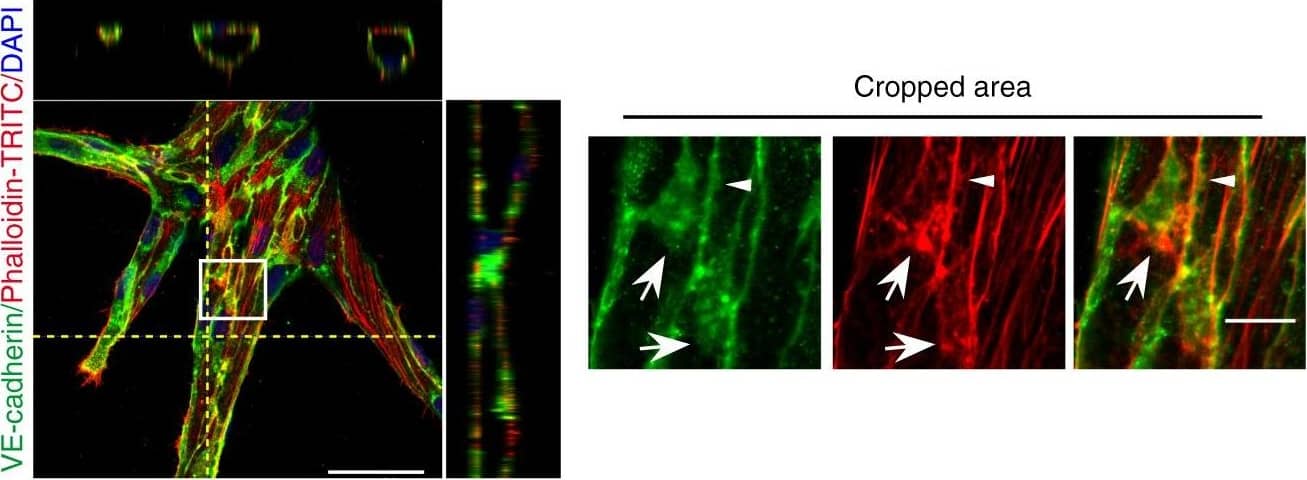 Polarized JAIL dynamics during sprouting angiogenesis in fibrin angiogenesis assay using EGFP-p20 expressing HUVECs.f Overview&Z-projections of vessel sprouts in fibrin angiogenesis assays 5 days after seeding; cells fixed&labelled with Phalloidin-TRITC&VE-cadherin. (cropped areas) JAIL are indicated at cell poles by the appearance of large VE-cadherin plaques (arrows) that co-localise with the actin network (arrows), whereas small VE-cadherin plaques appear at lateral junctions (arrowhead). Error bars represent ± SEM; scale bars indicate 50&10 µm in the overview&cropped areas, respectively Image collected & cropped by CiteAb from the following open publication (//pubmed.ncbi.nlm.nih.gov/29263363), licensed under a CC-BY license. Not internally tested by R&D Systems.