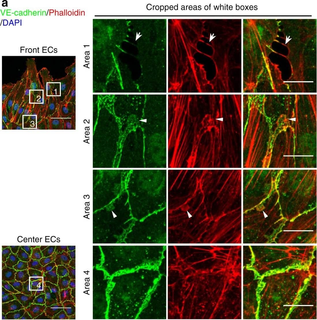 JAIL formation&cell migration are blocked by Rac inhibition&VE-cadherin overexpression in scratch assay. a–f HUVECs scratched, allowed to grow for 5 h,&labelled for VE-cadherin&Phalloidin-TRITC. a Overviews of the migrating front (left upper)&centre area (left lower). (Area 1) interrupted VE-cadherin that co-localise with filopodia-like actin filaments (arrows). (Area 2) Large JAIL (arrowheads) at cell pole. (Area 3) small JAIL (arrowheads) at lateral junctions. (Area 4) Polygonal cells in the centre area. Scale bars represent 60 µm&15 µm in the overview&cropped images respectively. b, c Comparison of cell perimeter&Rel-VEcad-C in front&centre ECs. Quantification of (d) JAIL number&(e) JAIL size in front (n = 115 cells)&centre cells (n = 186 cells). f JAIL size at cell poles&lateral junctions in front ECs (n = 115 cells). P value was determined by unpaired student’s t test. Image collected & cropped by CiteAb from the following open publication (//pubmed.ncbi.nlm.nih.gov/29263363), licensed under a CC-BY license. Not internally tested by R&D Systems.