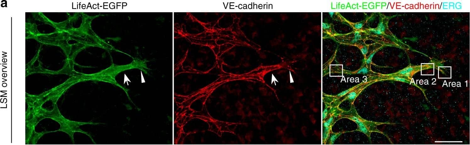 Polarized distribution of VE-cadherin and actin in sprouting ECs in developing mice retinas. a Laser scanning microscopy (LSM) showing an overview of the front area of a whole-mounted P6 transgenic mouse retina expressing LifeAct-EGFP additionally immune stained with anti-VE-cadherin and anti-ERG antibodies; nuclei were stained with anti-ERG. Tip cell (arrowheads) and adjacent stalk cell (arrows) are indicated. Scale bar: 40 µm. b High-resolution SIM of selected areas 1–3, as indicated in the right panel of a. Shown is one z-plane. (Area 1) a characteristic tip cell with large actin-based filopodia and a cytosolic spotted VE-cadherin pattern. (Area 2) A tip cell/stalk cell junction at the cell pole of elongated cells identifies terminating actin filaments (arrow) and an interrupted VE-cadherin pattern (arrowhead). (Area 3) a stalk cell/stalk cell connection. VE-cadherin plaques are indicated at the cell poles (arrowheads) and a linear VE-cadherin pattern (empty arrowhead) at lateral junctions; parallel actin filaments are also visible. Scale bar: 5 µm. (Area 4) The cropped area depicts an actin-positive JAIL (dotted line, LifeAct-EGFP) with VE-cadherin plaques (dotted line, VE-cadherin staining). Scale bar: 2 µm. c P7 rat retina immune labelled with ARPC2 and VE-cadherin show increased ARPC2 at the cell poles (arrows). Scale bars in the left panels and right panels represent 50 and 15 µm, respectively. d Scheme illustrates the iterative dynamics of VE-cadherin interruption and JAIL formation leading to VE-cadherin plaques in sprouting ECs. The VE-cadherin dynamics was particularly pronounced at the cell poles, while the lateral junctions showed moderate dynamics Image collected and cropped by CiteAb from the following open publication (//pubmed.ncbi.nlm.nih.gov/29263363), licensed under a CC-BY license. Not internally tested by R&D Systems.