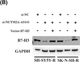 NUTM2A‐AS1 modulates neuroblastoma (NB) cell sensitivity to cisplatin via B7‐H3. (A) NB cells were transfected with si‐NC, si‐NUTM2A‐AS1#1, and Vector‐B7‐H3 and NUTM2A‐AS1 expression was measured by qRT‐PCR assay. (B) Protein expression of B7‐H3 was detected by western blot. (C–F) Cell Counting Kit‐8 (CCK‐8) assay was performed to determine the IC50 value of the indicated SH‐SY5Y‐R and SK‐N‐SH‐R NB cells. *p < 0.05, ***p < 0.001. Image collected and cropped by CiteAb from the following open publication (//pubmed.ncbi.nlm.nih.gov/38785199), licensed under a CC-BY license. Not internally tested by R&D Systems.