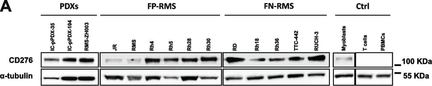 CD276 expression in RMS cell lines and PDXs. A CD276 expression levels were evaluated in eleven RMS cell lines, three PDXs, myoblasts, PBMCs, and isolated T cells by WB, revealing high expression in all RMS cell lines, except for the FP-RMS JR and RMS, the FN-RMS Rh18, medium–high levels in the three investigated PDXs, and no detection in the controls. B Surface CD276 expression on eleven RMS cell lines, and myoblasts, PBMCs, and T cells as controls, was assessed by Flow Cytometry confirming high expression of CD276 in all the considered RMS samples, especially in RUCH-3, RD and Rh4, and no detectable expression in the controls. The correspondent isotype controls are shaded in light grey. C The number of CD276 molecules on the surface of RMS cells, PDXs, and controls was estimated by Quantibrite PE beads. D Surface CD276 expression on three RMS PDXs, and PBMCs and T cells, as controls, was assessed by Flow Cytometry confirming high expression of CD276 in all the three PDXs. The correspondent isotype controls are shaded in light grey. E The number of CD276 molecules on the surface of RMS PDXs and controls was estimated by Quantibrite PE beads Image collected and cropped by CiteAb from the following open publication (//pubmed.ncbi.nlm.nih.gov/37924157), licensed under a CC-BY license. Not internally tested by R&D Systems.