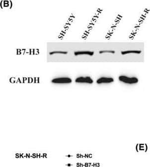 B7‐H3 is upregulated in cisplatin resistant neuroblastoma cells and regulates neuroblastoma (NB) cell sensitivity to cisplatin. (A) B7‐H3 mRNA expression in SH‐SY5Y/SH‐SY5Y‐R and SK‐N‐SH/SK‐N‐SH‐R NB cells was quantified using qRT‐PCR. (B) B7‐H3 protein expression in SH‐SY5Y/SH‐SY5Y‐R and SK‐N‐SH/SK‐N‐SH‐R NB cells was assessed by western blot. (C) B7‐H3 protein expression in B7‐H3 knockdown SH‐SY5Y‐R and SK‐N‐SH‐R NB cells was determined by western blot. (D,E) Cell Counting Kit‐8 (CCK‐8) assay was conducted to determine the IC50 value of B7‐H3 knockdown SH‐SY5Y‐R and SK‐N‐SH‐R NB cells. **p < 0.01. Image collected and cropped by CiteAb from the following open publication (//pubmed.ncbi.nlm.nih.gov/38785199), licensed under a CC-BY license. Not internally tested by R&D Systems.