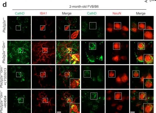 sPLA2 inhibitor treatment rescues PGRN deficiency phenotypes in mice. 5-week-old Pla2g2a+/+Grn+/+ and Pla2g2a+/+Grn−/− mice in FVB/B6 mixed background were treated with corn oil control or sPLA2 inhibitors, LY333013 or KH064 for 3 weeks. (a) Measurement of total sPLA2 activity in the serum and cortical lysates from untreated and LY333013 or KH064-treated mice. Data are presented as mean ± SEM from five mice per group (n = 5). *, p < 0.05; **, p < 0.01, Student’s t-test. (b) Brain sections were immunostained with anti-GFAP, CD68, and IBA1 antibodies, and representative images from the cortex region were shown (Scale bar = 100 μm). Another set of brain sections was stained with Hoechst and auto-fluorescent lipofuscin signals (red) in the thalamus region were imaged (scale bar = 10 μm). (c) Quantification of GFAP, CD68, and IBA1 levels and auto-fluorescent lipofuscin signals for the experiment in (b). Data are presented as mean ± SEM from five mice per group (n = 5). 3 sections were analyzed for each mouse brain. *, p < 0.05; **, p < 0.01, Student’s t-test. (d) Brain sections were immunostained with anti-CathD, NeuN, and IBA1 antibodies, and representative images from the cortex region were shown (Scale bar = 10 μm). (e) CathD signals in IBA1-positive microglia and NeuN-positive neurons were quantified. 10–20 confocal images were randomly captured from each brain section. Ten to twenty microglia and fifty to sixty neurons were quantified per section. 3 sections were analyzed for each mouse brain. Data are presented as mean ± SEM from 3–4 mice per group (n = 3–4). *, p < 0.05; **, p < 0.01, Student’s t-test Image collected and cropped by CiteAb from the following open publication (//pubmed.ncbi.nlm.nih.gov/40528203), licensed under a CC-BY license. Not internally tested by R&D Systems.