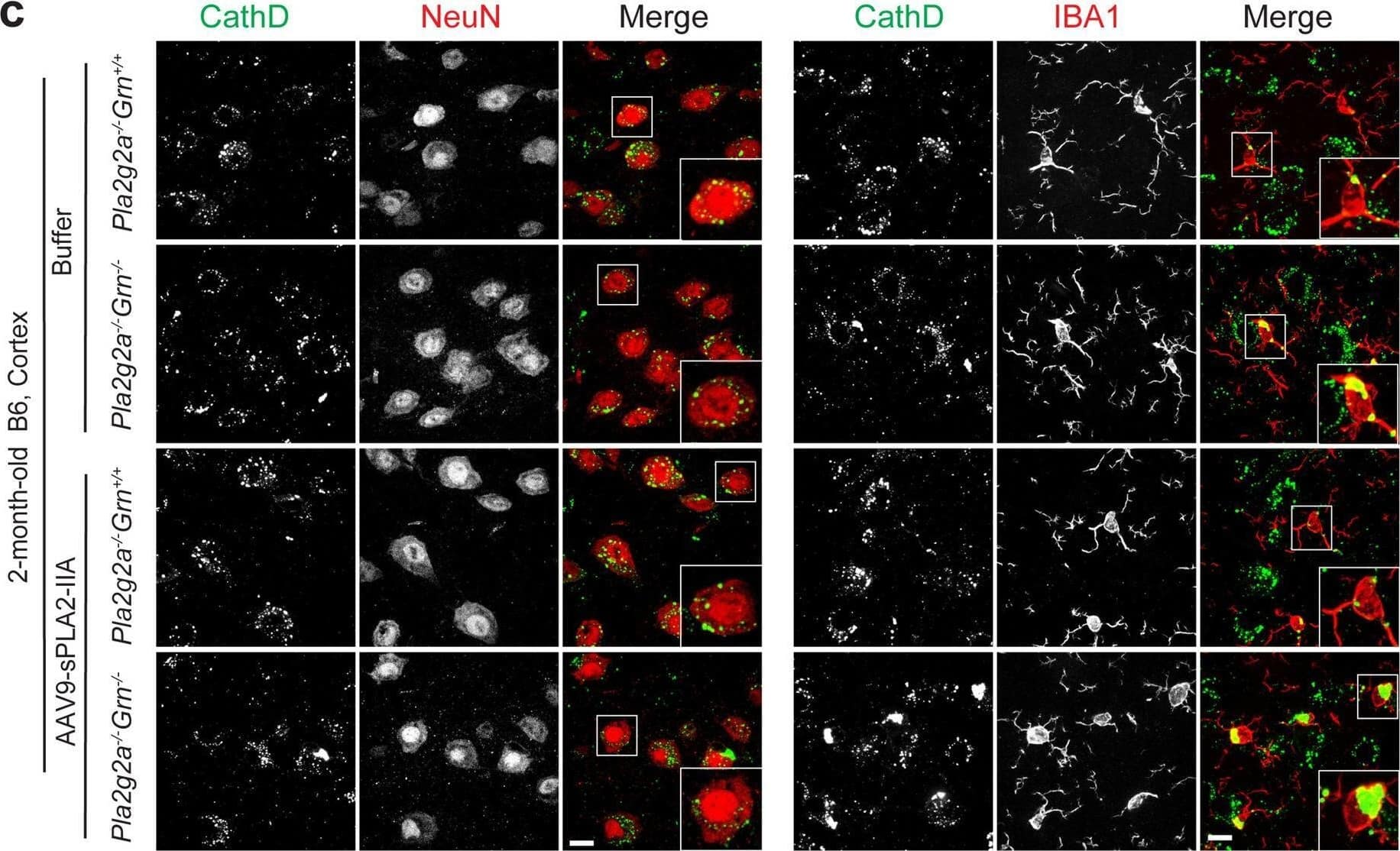 AAV9-mediated overexpression of sPLA2-IIA leads to lipofuscin accumulation and lysosomal enlargement in microglia in 2-month-old B6 Grn−/− mice. B6 WT (Pla2g2−/−Grn+/+) and Grn−/− (Pla2g2a−/−Grn−/−) pups at postnatal day (P0) were injected with AAV9-sPLA2-IIA or the buffer control, and the mice were collected at 2 months old. (a) Brain sections were stained with NeuN and IBA1, and auto-fluorescent lipofuscin signals (blue) in the cortex region were imaged (scale bar = 10 μm). (b) Quantification of autofluorescent lipofuscin signals in the cortex. Data are presented as mean ± SEM from three to five mice per group (n = 3–5). Three sections were analyzed for each mouse brain. *, p < 0.05; **, p < 0.01; ****, p < 0.0001, Student’s t-test. (c) Brain sections were immunostained with anti-CathD, NeuN, and IBA1 antibodies, and representative images from the cortex region were shown (Scale bar = 10 μm). (d) CathD signals in IBA1-positive microglia and NeuN-positive neurons were quantified. 10–20 confocal images were randomly captured from each brain section. Fifteen to thirty microglia and fifty to sixty neurons were quantified per Sect. 3 sections were analyzed for each mouse brain. Data are presented as mean ± SEM from 3–5 mice per group (n = 3–5). *, p < 0.05; **, p < 0.01; ****, p < 0.0001, Student’s t-test Image collected and cropped by CiteAb from the following open publication (//pubmed.ncbi.nlm.nih.gov/40528203), licensed under a CC-BY license. Not internally tested by R&D Systems.