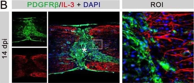 IL‐3 is specifically expressed in astrocytes at 14 dpi. (A) Immunofluorescent staining of CD31 (green), IL‐3 (red), and nuclei (blue) in sagittal sections at 14 dpi. (B) Immunofluorescent staining of PDGFR beta  (green), IL‐3 (red), and nuclei (blue) in sagittal sections at 14 dpi. (C) Immunofluorescent staining of CD68 (green), IL‐3 (red), and nuclei (blue) in sagittal sections at 14 dpi. (D) Immunofluorescent staining of NG2 (green), IL‐3 (red), and nuclei (blue) in sagittal sections at 14 dpi. (E) Immunofluorescent staining of GFAP (green), IL‐3 (red), and nuclei (blue) in sagittal sections at 14 dpi. The region of interest (ROI) represents the boxed region on the left. Asterisks indicate the injured core. Scale bars: 200 μm (left panel) and 20 μm (right panel). n = 3 animals per group. (F) Quantification of the proportion of IL‐3+CD31+ cells in CD31+ cells, IL‐3+PDGFR beta + cells in PDGFR beta + cells, IL‐3+CD68+ cells in CD68+ cells, IL‐3+NG2+ cells in NG2+ cells, or IL‐3+GFAP+ cells in GFAP+ cells at 14 dpi. ND, no determined, **p < 0.01; ****p < 0.001 by one‐way ANOVA followed by Tukey's post hoc test. Image collected and cropped by CiteAb from the following open publication (//pubmed.ncbi.nlm.nih.gov/39697159), licensed under a CC-BY license. Not internally tested by R&D Systems.