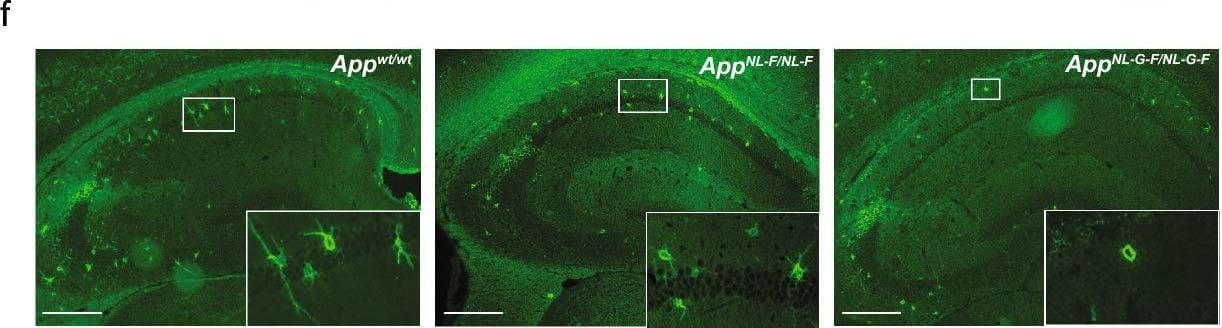 Immunohistochemistry Decorin Antibody [Unconjugated]