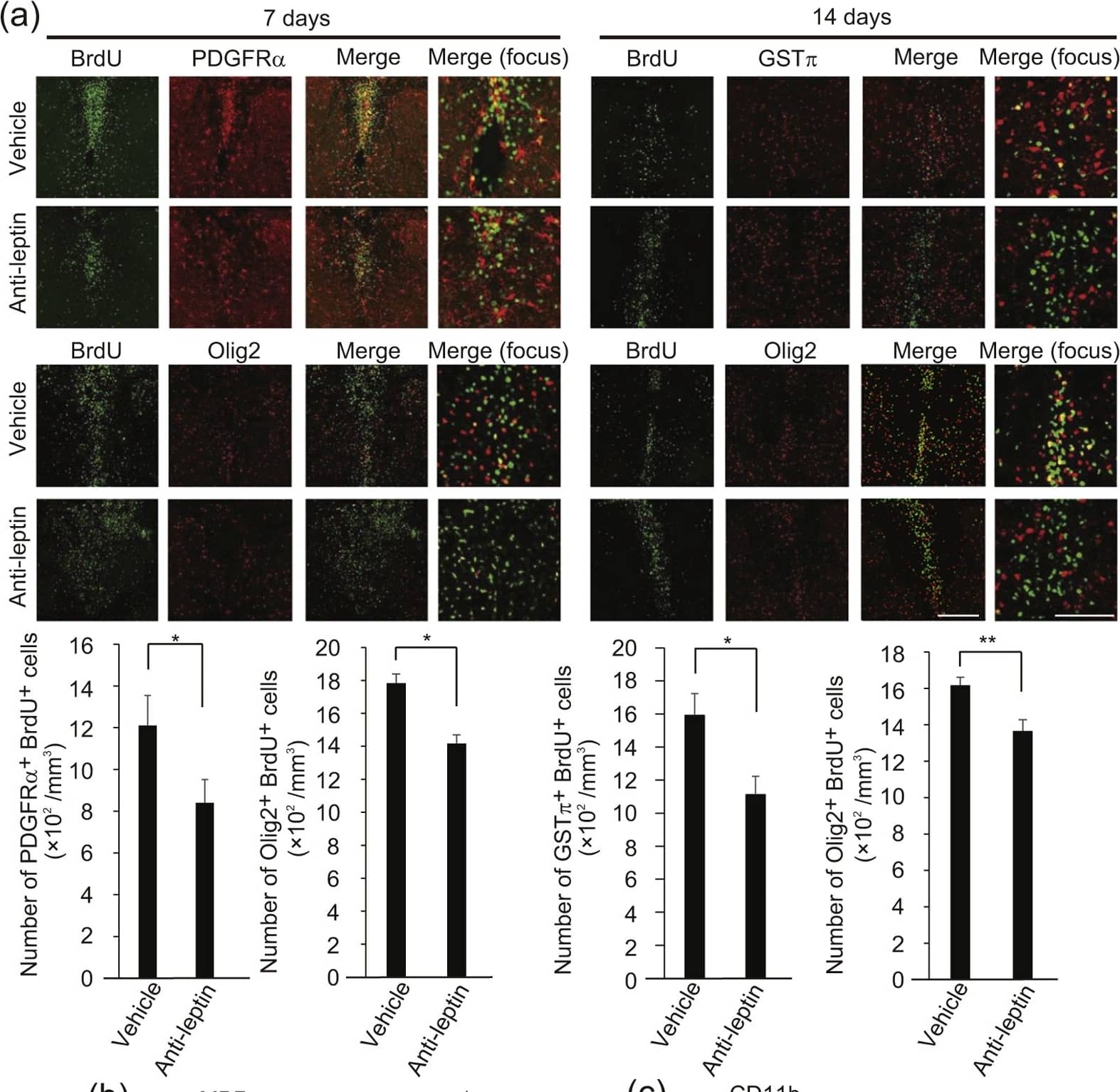 Endogenous leptin sustains spontaneous OPC proliferation.(a) Representative images of spinal cord sections, which were prepared 7 days (left panels) and 14 days (right panels) after LPC injection and double labeled for BrdU in combination with PDGFR alpha  (upper panels), GSTπ (upper panels) and olig2 (lower panels). BrdU was administrated during 3–7 days after LPC injection; the graph shows quantification (n = 5–8). P = 0.042915 (PDGFR alpha  and BrdU labeled cells), 0.013560 (Olig2 and BrdU labeled cells 7 days after injection), 0.012111 (GSTπ and BrdU labeled cells), 0.009797 (Olig2 and BrdU labeled cells 14 days after injection), Student’s t-test. (b) Representative spinal cord sections, which were prepared 14 days after LPC injection and stained with MBP are shown; the graph shows quantification (n = 6). P = 0.025243, Student’s t-test. (c) Representative images of spinal cord section, which were prepared 7 days after LPC injection and labeled for CD11b; the graph shows quantification (n = 4). P = 0.213763, Student’s t-test, n.s. indicates no significant difference. *P < 0.05, **P < 0.01, error bars represent SEM. Scale bar: 50 μm for high magnification images in a, 100 μm for others. Image collected and cropped by CiteAb from the following publication (//www.nature.com/articles/srep40397), licensed under a CC-BY license. Not internally tested by R&D Systems.