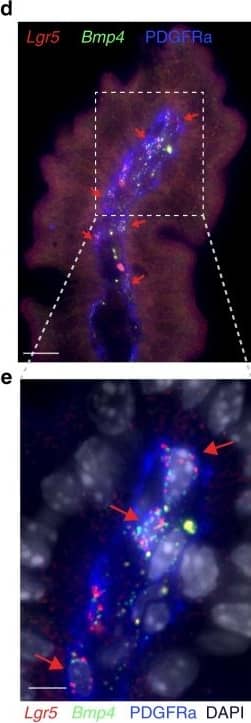 Lgr5 is expressed abundantly in villus tip telocytes.a smFISH of Lgr5, DAPI in blue, Scale bar–20 µm. b Blow up of villus tip, Scale bar–10 µm. In a, b thin white arrows point at autofluorescent blobs. c blow up of crypt, Scale bar–10 µm. Red arrows in b–c point to Lgr5 positive cells. dLgr5 mRNA (red dots) expressed in PDGFRa+ VTTs that co-express Bmp4 mRNA (green dots). Scale bar–10 µm. Red arrows point to Lgr5 and Bmp4 double positive cells. e Blow up of the region boxed in d. Scale bar–5 µm. fLgr5 mRNA concentrations in VTTs are comparable to those in Lgr5+ crypt base columnar cells (n = 25 cells examined over 2 mice for each region). Boxes show 25–75 percentiles of the smFISH expression, horizontal red lines are medians. Whiskers, extend to the most extreme data point within 1.5× the interquartile range (IQR) from the box; g) Rspo3 mRNAs are localized on telopodes that extend away from the cell bodies of the VTTs. VTTs are marked by Lgr5 mRNA (red dots), Rspo3 mRNA (green dots) is localized away from the cell body, PDGFRa antibody mark VTTs cell bodies and telopodes. Scale bar–10 µm, in inset, green arrows point to Rspo3 mRNAs (green dots) localized on PDGFRa telopodes (blue). Telocyte cell body is marked by white dashed line. inset Scale bar–5 µm. Image collected and cropped by CiteAb from the following publication (//pubmed.ncbi.nlm.nih.gov/32321913), licensed under a CC-BY license. Not internally tested by R&D Systems.