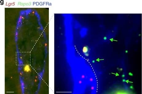 Lgr5 is expressed abundantly in villus tip telocytes.a smFISH of Lgr5, DAPI in blue, Scale bar–20 µm. b Blow up of villus tip, Scale bar–10 µm. In a, b thin white arrows point at autofluorescent blobs. c blow up of crypt, Scale bar–10 µm. Red arrows in b–c point to Lgr5 positive cells. dLgr5 mRNA (red dots) expressed in PDGFRa+ VTTs that co-express Bmp4 mRNA (green dots). Scale bar–10 µm. Red arrows point to Lgr5 and Bmp4 double positive cells. e Blow up of the region boxed in d. Scale bar–5 µm. fLgr5 mRNA concentrations in VTTs are comparable to those in Lgr5+ crypt base columnar cells (n = 25 cells examined over 2 mice for each region). Boxes show 25–75 percentiles of the smFISH expression, horizontal red lines are medians. Whiskers, extend to the most extreme data point within 1.5× the interquartile range (IQR) from the box; g) Rspo3 mRNAs are localized on telopodes that extend away from the cell bodies of the VTTs. VTTs are marked by Lgr5 mRNA (red dots), Rspo3 mRNA (green dots) is localized away from the cell body, PDGFRa antibody mark VTTs cell bodies and telopodes. Scale bar–10 µm, in inset, green arrows point to Rspo3 mRNAs (green dots) localized on PDGFRa telopodes (blue). Telocyte cell body is marked by white dashed line. inset Scale bar–5 µm. Image collected and cropped by CiteAb from the following publication (//pubmed.ncbi.nlm.nih.gov/32321913), licensed under a CC-BY license. Not internally tested by R&D Systems.