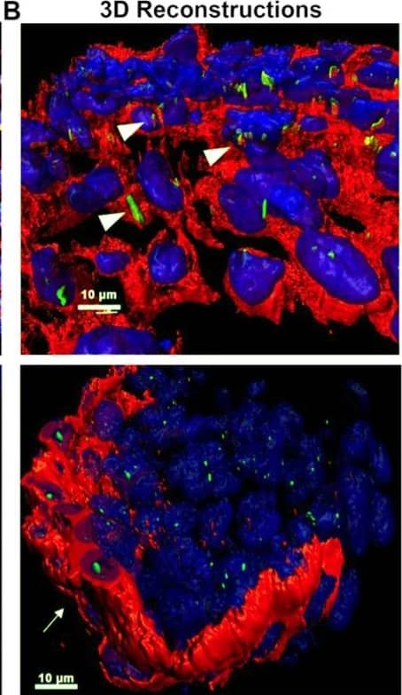 PDGFR alpha  and ciliary axonemes early in development. (A) High-resolution microscopy and (B,C) 3D IHC reconstructions of 15 µm wildtype tissue show phosphorylated PDGFR alpha  (red) present along ciliary axonemes (acetylated tubulin, green) (arrowheads highlighted in C) at E13. By P0, the receptor localizes to the endocardium where cilia are absent (arrows). Image collected and cropped by CiteAb from the following open publication (//pubmed.ncbi.nlm.nih.gov/33805717), licensed under a CC-BY license. Not internally tested by R&D Systems.