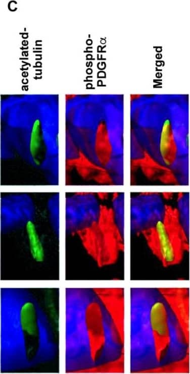 PDGFR alpha  and ciliary axonemes early in development. (A) High-resolution microscopy and (B,C) 3D IHC reconstructions of 15 µm wildtype tissue show phosphorylated PDGFR alpha  (red) present along ciliary axonemes (acetylated tubulin, green) (arrowheads highlighted in C) at E13. By P0, the receptor localizes to the endocardium where cilia are absent (arrows). Image collected and cropped by CiteAb from the following open publication (//pubmed.ncbi.nlm.nih.gov/33805717), licensed under a CC-BY license. Not internally tested by R&D Systems.