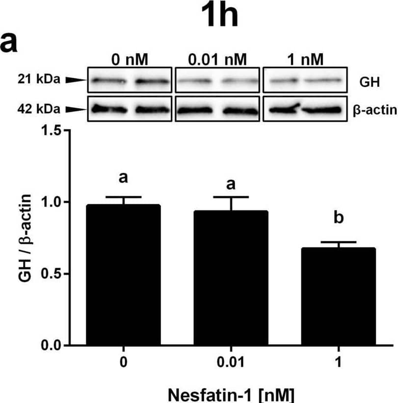 NESF or NLP treatment decreases GH protein in mammalian somatotroph cells. Effects of 1 h incubation with NESF (a) or NLP (c), or of 6 h incubation (b and d, respectively), on the GH protein levels in GH3 cells detected by Western blot. Representative immunoreactive bands and quantification of GH band intensity. Four independent experiments with triplicates (n = 3 wells/treatment/experiment) were performed for each study. Data from all four experiments were pooled to conduct statistical analyses and are shown as mean ± SEM (n = 12 wells) normalized to the levels of  beta -actin and presented as a fold change over Control. Different letters indicate significant differences (p < 0.05) between the different concentrations detected by one-way ANOVA test followed by Tukey’s multiple comparison test. Image collected and cropped by CiteAb from the following open publication (//pubmed.ncbi.nlm.nih.gov/33028951), licensed under a CC-BY license. Not internally tested by R&D Systems.