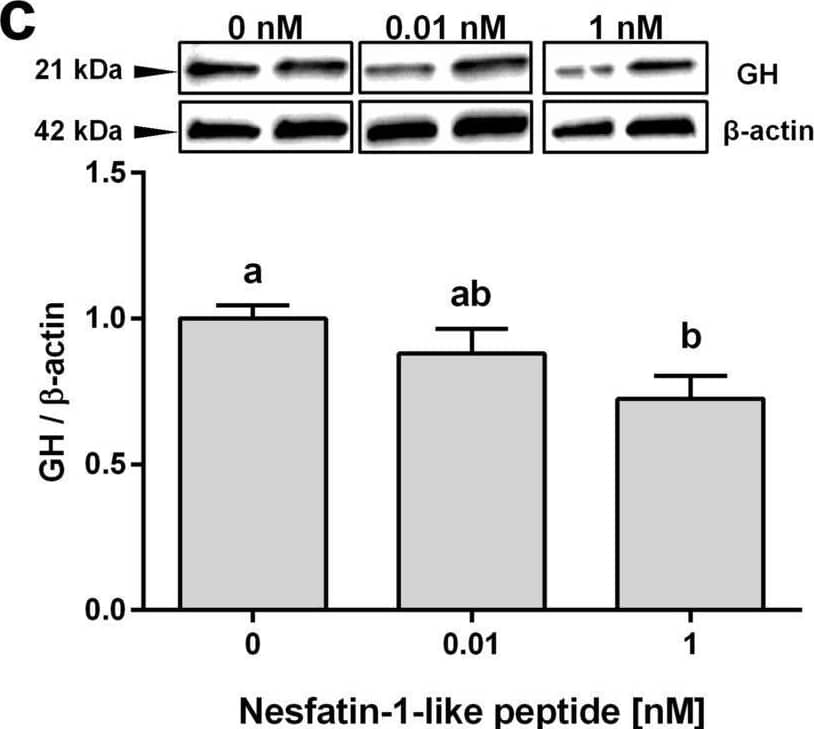 NESF or NLP treatment decreases GH protein in mammalian somatotroph cells. Effects of 1 h incubation with NESF (a) or NLP (c), or of 6 h incubation (b and d, respectively), on the GH protein levels in GH3 cells detected by Western blot. Representative immunoreactive bands and quantification of GH band intensity. Four independent experiments with triplicates (n = 3 wells/treatment/experiment) were performed for each study. Data from all four experiments were pooled to conduct statistical analyses and are shown as mean ± SEM (n = 12 wells) normalized to the levels of  beta -actin and presented as a fold change over Control. Different letters indicate significant differences (p < 0.05) between the different concentrations detected by one-way ANOVA test followed by Tukey’s multiple comparison test. Image collected and cropped by CiteAb from the following open publication (//pubmed.ncbi.nlm.nih.gov/33028951), licensed under a CC-BY license. Not internally tested by R&D Systems.
