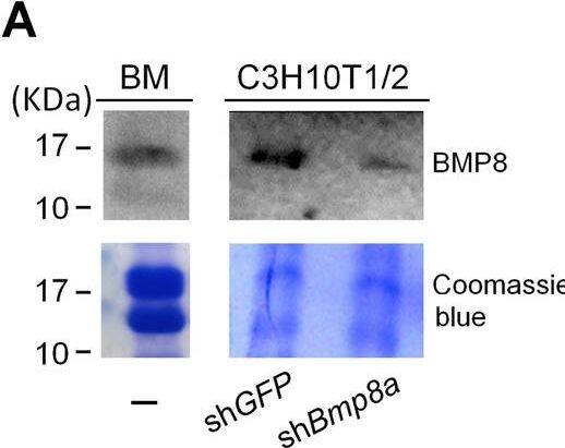 Western Blot BMP-8 Antibody
