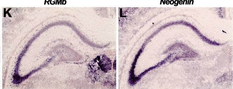 Subregion-specific expression of RGMs and Neogenin in the hippocampus.In situ hybridization (A–C, J–L) and immunohistochemistry (D–I, M–O) on coronal mouse brain sections at E16.5 (A–I) and P5 (J–O). Sections in D–I and M–O are counterstained in blue with fluorescent Nissl. (A–F) RGMa mRNA and protein are expressed in the ventricular zone (VZ), dentate gyrus (DG) and cornu ammonis (CA) region. Strong expression of RGMb mRNA and protein is detected in the pial surface lining the hippocampal fissure (HF). Neogenin transcripts and protein are widely expressed in the developing hippocampus (Hip). (G–I) Immunostaining with isotype matched controls. (J–L) In situ hybridization at P5 shows strong but differential expression patterns of RGMa, RGMb and Neogenin in the CA pyramidal cell layers (Pyr). In addition, strong expression of Neogenin is detected in the granular layer (GC) of the DG. (M–O) Immunohistochemistry reveals expression of RGMa and weak expression of RGMb in the stratum lacunosum moleculare (SLM) and fimbria (FIM). Neogenin strongly labels different hippocampal layers. CX, cortex; Hb, habenula; HC, hippocampal commissure; PO, polymorph layer; SO, stratum oriens; SR, stratum radiatum; Th, thalamus. Scale bar A–C: 400 µm, D–F: 300 µm, G–I: 300 µm, J–L: 500 µm and M–O: 400 µm. Image collected and cropped by CiteAb from the following open publication (//pubmed.ncbi.nlm.nih.gov/23457482), licensed under a CC-BY license. Not internally tested by R&D Systems.