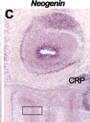 RGM and Neogenin expression in the mouse olfactory system.In situ hybridization on coronal mouse brain sections at E16.5 (A–C′) and P5 (L–N′). Panels A′–C′ and L′–N′ show higher magnifications of boxed areas in A–C and L–N, respectively. Immunohistochemistry (D–F, H–J) and RGMa-AP section binding (G, K) on E16.5 coronal mouse brain sections. Sections in D–F and H–J are counterstained in blue with fluorescent Nissl. (A–C′) In situ hybridization shows differential expression patterns of RGMa, RGMb and Neogenin in the olfactory bulb and olfactory epithelium (OE). In line with this, immunohistochemistry reveals that axons of olfactory sensory neurons in the OE stain strongly for RGMb and weakly for RGMa and Neogenin. Furthermore, RGMa, RGMb and Neogenin are expressed on olfactory bulb axon projections such as the lateral olfactory tract (LOT). a, apical; ACa, anterior commissure pars anterior; AOB, accessory olfactory bulb; b, basal; CP, cortical plate; CRP, cribriform plate; EPL, external plexiform layer; GL, glomerular layer; GR, granule cell layer; IPL, internal plexiform layer; IZ, intermediate zone; LV, lateral ventricle; MCL, mitral cell layer; ONL, olfactory nerve layer; OVZ, olfactory ventricular zone; S, septum; STR, striatum; VN, vomeronasal nerve. Scale bar A–C 200 µm, A′–C′ 100 µm, D–F 300 µm, G 500 µm, H–J 400 µm, K 500 µm, L–N 400 µm and L′–N′ 200 µm. Image collected and cropped by CiteAb from the following open publication (//pubmed.ncbi.nlm.nih.gov/23457482), licensed under a CC-BY license. Not internally tested by R&D Systems.