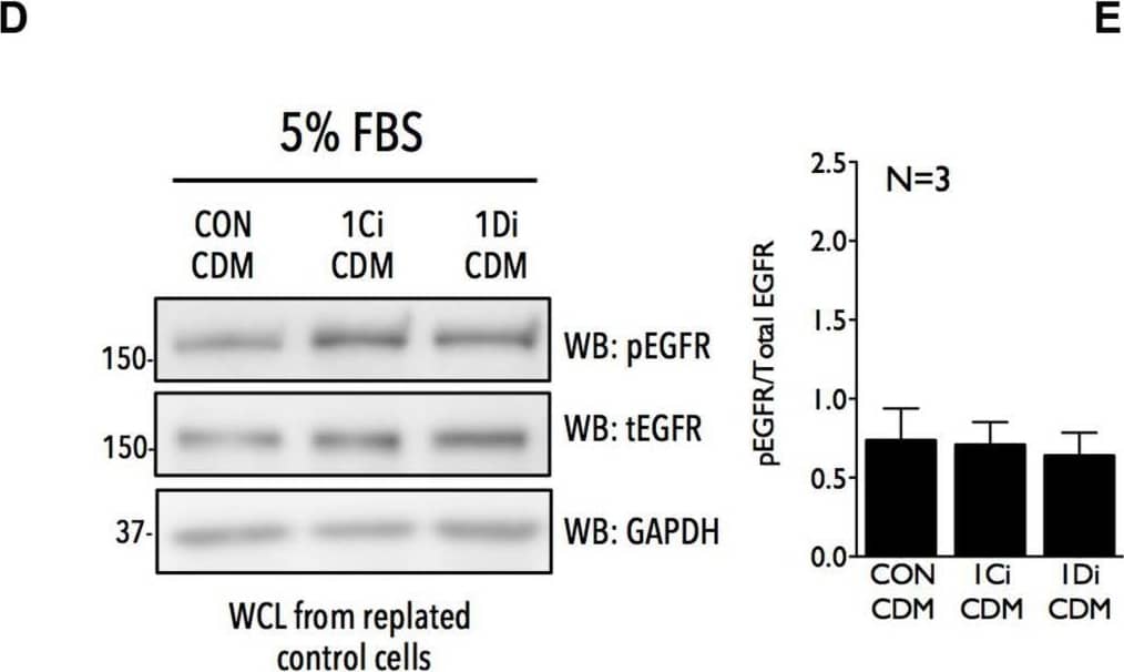 Matrix Fibulin-1 regulates EGF dependent EGFR activation in Calu-1 . (A) Endogenous Fibulin-1 (WB: FBLN1) & GAPDH (WB: GAPDH) detected by WB in cell derived matrix (CDM before replating) made from control (CON), FBLN1C (1Ci) & FBLN1D (1Di) knockdown Calu-1 , grown with serum (5% FBS) for 72 h. Calu-1  replated on this CDM & grown for 18 h with serum [+18 h (5% FBS)] & levels of Fibulin-1 (WB: FBLN1) & GAPDH (WB: GAPDH) detected by WB in cell derived matrix (CDM after replating) & compared to those seen in CDM before replating. FBLN1C & FBLN1D isoforms detected in blots of knockdown lysates are marked by arrows. Blot is best representative of three independent experiments that gave similar results. (B) Representative individual migration tracks of Calu-1  adherent in the presence of serum growth factors (5% FBS) on CDM (made as detailed above) from control (CON-CDM), FBLN1C (1Ci-CDM), & FBLN1D (1Di-CDM) knockdown Calu-1 . (C) Accumulated distance, euclidean distance, velocity & directionality of 100 migrating  (per experiment) & represented in the bar graphs as mean ± SE from eight independent experiments. p values calculated using one-way ANOVA & Tukey’s post hoc test & represented if found to be significant. (D,E) WB detection of EGFR phosphorylated on tyrosine 1173 (WB: pEGFR), total EGFR (WB: tEGFR) & GAPDH (WB: GAPDH) in Calu-1 plated on CDM (made as detailed above) from control (CON-CDM), FBLN1C (1Ci-CDM) & FBLN1D (1Di-CDM) knockdown  (D) in the presence of serum growth factors (5% FBS) (E) on stimulation with EGF (100 ng/ml) for 5 min (+EGF) in serum deprived Calu-1 . Bar graphs represents mean ± SE of pEGFR to total EGFR ratio from 3 or 4 independent experiments as indicated. Statistical analysis of the data was done using the students t-test & p values are as shown. Image collected & cropped by CiteAb from the following open publication (//pubmed.ncbi.nlm.nih.gov/32719793), licensed under a CC-BY license. Not internally tested by R&D Systems.