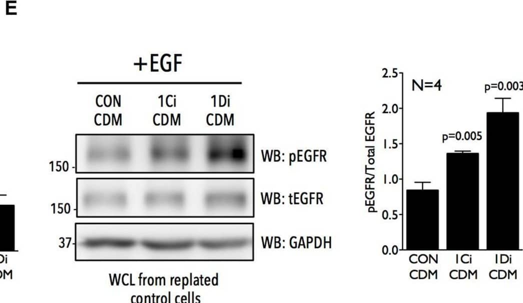 Matrix Fibulin-1 regulates EGF dependent EGFR activation in Calu-1 . (A) Endogenous Fibulin-1 (WB: FBLN1) & GAPDH (WB: GAPDH) detected by WB in cell derived matrix (CDM before replating) made from control (CON), FBLN1C (1Ci) & FBLN1D (1Di) knockdown Calu-1 , grown with serum (5% FBS) for 72 h. Calu-1  replated on this CDM & grown for 18 h with serum [+18 h (5% FBS)] & levels of Fibulin-1 (WB: FBLN1) & GAPDH (WB: GAPDH) detected by WB in cell derived matrix (CDM after replating) & compared to those seen in CDM before replating. FBLN1C & FBLN1D isoforms detected in blots of knockdown lysates are marked by arrows. Blot is best representative of three independent experiments that gave similar results. (B) Representative individual migration tracks of Calu-1  adherent in the presence of serum growth factors (5% FBS) on CDM (made as detailed above) from control (CON-CDM), FBLN1C (1Ci-CDM), & FBLN1D (1Di-CDM) knockdown Calu-1 . (C) Accumulated distance, euclidean distance, velocity & directionality of 100 migrating  (per experiment) & represented in the bar graphs as mean ± SE from eight independent experiments. p values calculated using one-way ANOVA & Tukey’s post hoc test & represented if found to be significant. (D,E) WB detection of EGFR phosphorylated on tyrosine 1173 (WB: pEGFR), total EGFR (WB: tEGFR) & GAPDH (WB: GAPDH) in Calu-1 plated on CDM (made as detailed above) from control (CON-CDM), FBLN1C (1Ci-CDM) & FBLN1D (1Di-CDM) knockdown  (D) in the presence of serum growth factors (5% FBS) (E) on stimulation with EGF (100 ng/ml) for 5 min (+EGF) in serum deprived Calu-1 . Bar graphs represents mean ± SE of pEGFR to total EGFR ratio from 3 or 4 independent experiments as indicated. Statistical analysis of the data was done using the students t-test & p values are as shown. Image collected & cropped by CiteAb from the following open publication (//pubmed.ncbi.nlm.nih.gov/32719793), licensed under a CC-BY license. Not internally tested by R&D Systems.