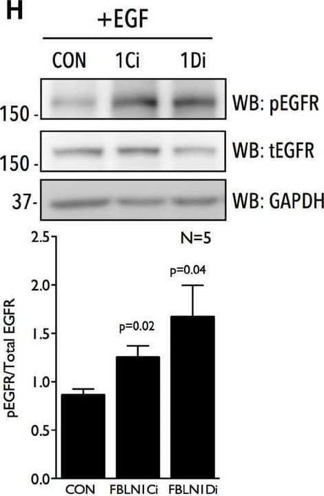 Fibulin-1 is a negative regulator of EGFR activation and function in Calu-1 cells. (G–I) Western blot detection of EGFR phosphorylated on tyrosine1173 (WB: pEGFR), total EGFR (WB: tEGFR), and GAPDH (WB: GAPDH) in lysates from Calu-1 cells (G) in the presence of serum growth factors (5% FBS), (H) on stimulation with EGF (100 ng/ml) for 5 min (+EGF) in serum deprived control (CON), FBLN1C (1Ci), FBLN1D (1Di) knockdown cells and (I) in the presence of serum growth factors (5% FBS) in Calu-1 cells overexpressing untagged FBLN1C or FBLN1D. Overexpression of Fibulin-1C (+FBLN1C) and Fibulin-1D (+FBLN1D) was confirmed by western blot (WB: FBLN1). Arrows mark the position of FBLN1C and FBLN1D isoforms in the representative blots. (G–I) Bar graphs represents mean ± SE of pEGFR to total EGFR ratio from 3 to 5 independent experiments as indicated in each graph. Statistical analysis of the data was done using the students t-test and p values are as shown. (J) Representative images of wound healing assay done in the presence of serum growth factor (5% FBS) in Control (CON) vs. FBLN1C (1Ci) vs. FBLN1D (1Di) knockdown Calu-1 cells at 0 h and 36 h in the presence of DMSO or 10 μM Erlotinib. Images were analyzed using T-Scratch software and the percent closed wound area calculated. Graph represents mean ± SE from four independent experiments. Statistical analysis of the data was done using two-way ANOVA and p values are as shown. Image collected and cropped by CiteAb from the following open publication (//pubmed.ncbi.nlm.nih.gov/32719793), licensed under a CC-BY license. Not internally tested by R&D Systems.