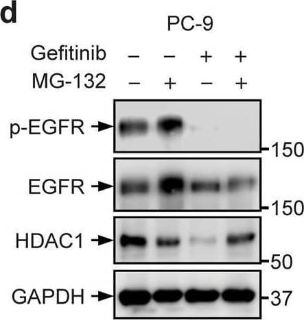 EGFR inhibition destabilizes HDAC1 protein by promoting its ubiquitination. A PC-9, A549 and H1975 cells were treated with the indicated dose of Gefitinib for 24 h and HDAC1 expression was assessed by Western blot analysis. b Quantification of HDAC1 expression following treatment with the indicated dose of Gefitinib. Graphed values indicate mean ± SEM, n = 4 for PC-9 cells or n = 3 for A549 and H1975 cells. c PC-9, A549 and H1975 cells were treated with 1 µM AG-1478 for 24 h. HDAC1 expression was assessed by Western blot. d PC-9 cells were treated with 1 μM Gefitinib for 24 h and 10 μM MG-132 4 h prior to collection and HDAC1 expression was assessed by Western blot analysis. e HEK293T cells were co-transfected with plasmids expressing HA-tagged ubiquitin and Flag-tagged HDAC1, and were treated with MG-132. Cell lysates were precipitated with an anti-Flag tag antibody and blotted with an anti-HA tag antibody. f HEK293T cells were co-transfected with plasmids expressing His6-tagged ubiquitin and Flag-tagged HDAC1, and were treated with MG-132. Cell lysates were subjected to pulldown with Ni-NTA agarose, and blotted with an antibody to Flag. g Myc-tagged EGFR and either Flag-tagged HDAC1 WT or Y72F mutant were co-expressed in HEK293T cells and were analyzed by Western blot. h HEK293T cells were transfected with plasmids expressing Flag-tagged HDAC1 WT or Y72F mutant. Cells were exposed to 100 µM cycloheximide (CHX) for up to 10 h. At every 2 h, cell lysates were collected and the expression of Flag-tagged HDAC1 was assessed. i Quantification of the expression of Flag-tagged HDAC1. Image collected and cropped by CiteAb from the following open publication (//pubmed.ncbi.nlm.nih.gov/33976119), licensed under a CC-BY license. Not internally tested by R&D Systems.
