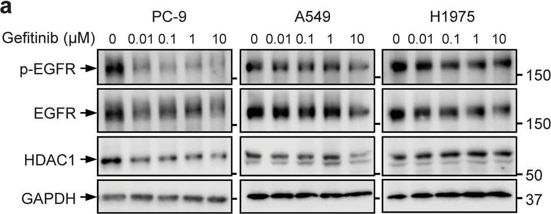 EGFR inhibition destabilizes HDAC1 protein by promoting its ubiquitination. A PC-9, A549 and H1975 cells were treated with the indicated dose of Gefitinib for 24 h and HDAC1 expression was assessed by Western blot analysis. b Quantification of HDAC1 expression following treatment with the indicated dose of Gefitinib. Graphed values indicate mean ± SEM, n = 4 for PC-9 cells or n = 3 for A549 and H1975 cells. c PC-9, A549 and H1975 cells were treated with 1 µM AG-1478 for 24 h. HDAC1 expression was assessed by Western blot. d PC-9 cells were treated with 1 μM Gefitinib for 24 h and 10 μM MG-132 4 h prior to collection and HDAC1 expression was assessed by Western blot analysis. e HEK293T cells were co-transfected with plasmids expressing HA-tagged ubiquitin and Flag-tagged HDAC1, and were treated with MG-132. Cell lysates were precipitated with an anti-Flag tag antibody and blotted with an anti-HA tag antibody. f HEK293T cells were co-transfected with plasmids expressing His6-tagged ubiquitin and Flag-tagged HDAC1, and were treated with MG-132. Cell lysates were subjected to pulldown with Ni-NTA agarose, and blotted with an antibody to Flag. g Myc-tagged EGFR and either Flag-tagged HDAC1 WT or Y72F mutant were co-expressed in HEK293T cells and were analyzed by Western blot. h HEK293T cells were transfected with plasmids expressing Flag-tagged HDAC1 WT or Y72F mutant. Cells were exposed to 100 µM cycloheximide (CHX) for up to 10 h. At every 2 h, cell lysates were collected and the expression of Flag-tagged HDAC1 was assessed. i Quantification of the expression of Flag-tagged HDAC1. Image collected and cropped by CiteAb from the following open publication (//pubmed.ncbi.nlm.nih.gov/33976119), licensed under a CC-BY license. Not internally tested by R&D Systems.