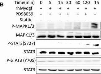 Western Blot SF20/MYDGF Antibody [Unconjugated]