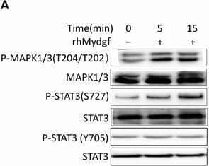 Western Blot SF20/MYDGF Antibody [Unconjugated]