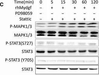 Western Blot SF20/MYDGF Antibody [Unconjugated]