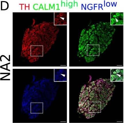 Immunohistochemistry validation of bilateral stellate ganglion neuronal subtypes identified from scRNAseq data analysis. Except NA2 and Glut, all other neuronal subtypes express either high or low Npy. NA1a, NA1b, NA1c neurons appeared numerically more compared to the NA2, NA3, ACh1, ACh2, and Glut. (A) NA1a neuronal subtypes in the stellate ganglia. NA1a neurons express high Cntn5 and Npy (Inset) and can be easily distinguished from the low Npy expressing neurons co-labeled with Cntn5high. (B) Stellate section contains neurons that stained for Kcnt1 and express either low or high Npy but the NA1b subtype can be distinguished by low Npy and high Kcnt1 expression (inset). (C) NA1c subtype similar to NA1b contains low Npy but higher Sctr labeled on the cell borders (inset). (D) NA2 neurons are differentiated from the Glut with expression of high Calm1 and low Ngfr while Glut neuronal subtype expresses low Calm1 and high Ngfr. (E) NA3 subtype can be separated from ACh1 based on low Npy and high Vimentin gene expression whereas ACh1 (F); express high Npy and low Vimentin. (G) ACh2 subtype was separated from others with low Npy and high Vip expression. (H) Gluts expressed high Ngfr expression and are negative for Cntn5 and Sst. In insets, all subtypes are marked for each group and their magnified view is shown in the upper right corner of the figure. n=6. Scale bars 50 and 20 µm. Image collected and cropped by CiteAb from the following open publication (//pubmed.ncbi.nlm.nih.gov/37162194), licensed under a CC-BY license. Not internally tested by R&D Systems.
