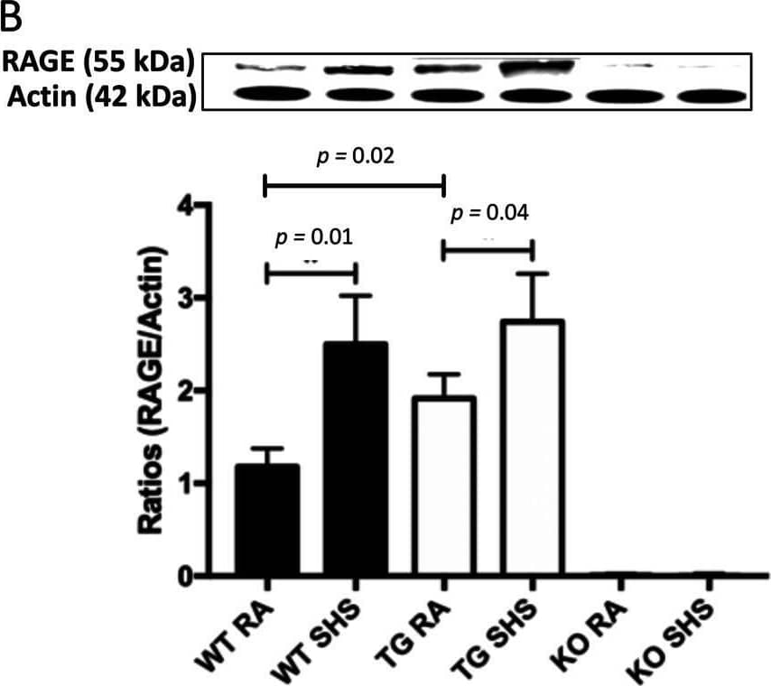 A RAGE mRNA expression was elevated in lungs from RAGE TG mice compared to WT controls in the absence of SHS exposure (p = 0.02). RAGE mRNA was significantly elevated in WT (p = 0.02) and RAGE TG mice (p = 0.03) following exposure to SHS compared to room air (RA) controls. Expression of RAGE transcripts were not detected in RAGE KO mice regardless of exposure. The mRNA was normalized to  beta -actin (n = 6 mice per group) and representative data are shown. B Analysis of RAGE protein demonstrated that RAGE TG animals expressed significantly more RAGE protein compared to controls (p = 0.02). SHS exposure significantly increased RAGE protein expression in WT (p = 0.01) and RAGE TG mice (p = 0.04) compared to RA controls while RAGE KO animals had no expression. Blots were densitometrically normalized to  beta -actin and representative blots were cropped and presented Image collected and cropped by CiteAb from the following open publication (//pubmed.ncbi.nlm.nih.gov/35473605), licensed under a CC-BY license. Not internally tested by R&D Systems.