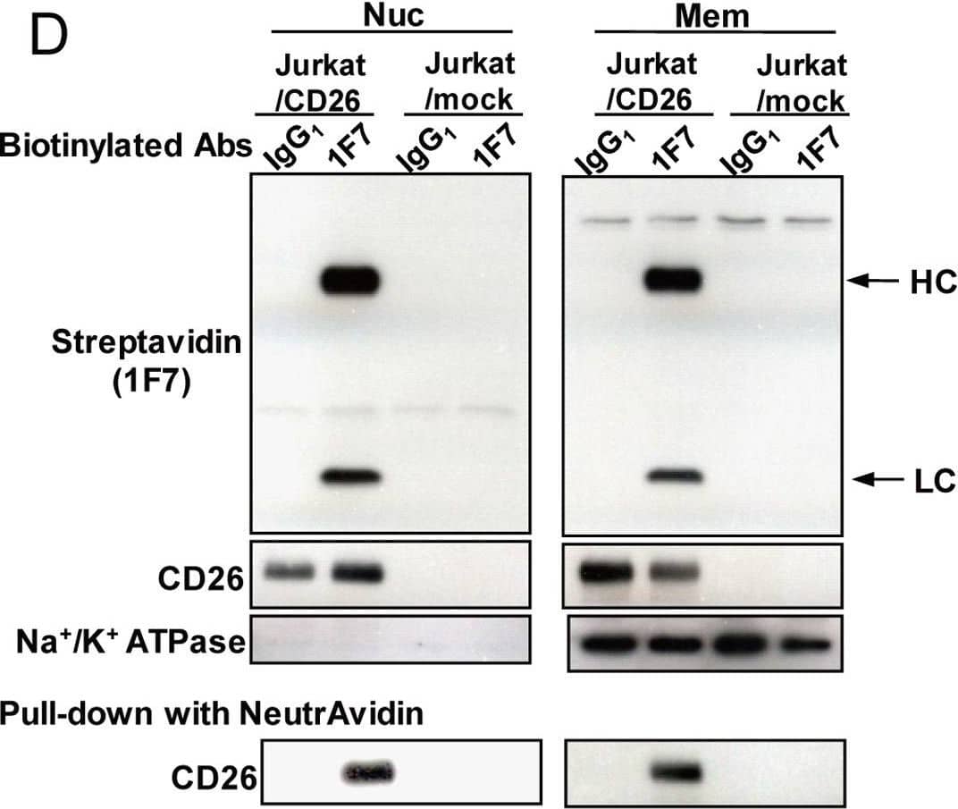 Nuclear Translocation of Antitumor CD26 mAbs in Cancer Cells. (D) Jurkat/mock or Jurkat/CD26 cells incubated with biotin-labeled control IgG1 or 1F7 for 1 hour. Nuclear (Nuc)&membrane (Mem) extracts of these cells pulled-down with Neutravidin,&then subjected to immunoblot analysis using streptavidin or antibodies to CD26 or Na+/K+ ATPase (membrane marker). HC, heavy chain; LC, light chain. Image collected & cropped by CiteAb from the following open publication (//pubmed.ncbi.nlm.nih.gov/23638030), licensed under a CC-BY license. Not internally tested by R&D Systems.