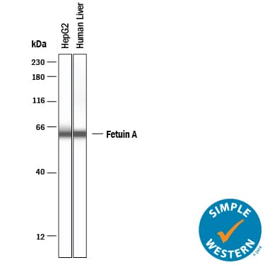 Simple Western lane view shows lysates of HepG2 human hepatocellular carcinoma cell line, Human Liver, loaded at 0.2 mg/mL. A specific band was detected for Fetuin A/AHSG at approximately 63 kDa (as indicated) using 2.5 µg/mL of Goat Anti-Human Fetuin A/AHSG Antigen Affinity-purified Polyclonal Antibody (Catalog # AF1184) . This experiment was conducted under reducing conditions and using the 12-230 kDa separation system.