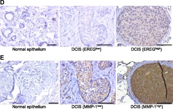 Immunohistochemistry Epiregulin Antibody [Unconjugated]
