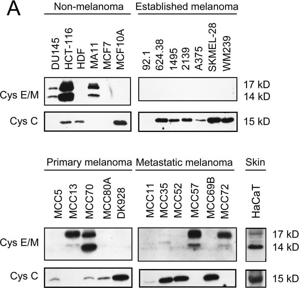 Cystatin E/M and C secretions from various cell lines: Common laboratory non-melanoma and established laboratory melanoma cell lines (top), and primary and metastatic melanoma cell lines established from patients, as well as skin control (bottom). (A) Equal amounts of serum free media were collected from 5 × 105 cells 48 h after changing from ordinary growth media and secreted proteins were concentrated by TCA-precipitation and subjected to SDS-PAGE and immunoblotting. The filters were stained with a cystatin E/M-specific (upper panels) or a cystatin C-specific (lower panel) antibody, respectively. (B) Inhibitory activity against legumain was measured in the conditioned media as residual legumain activity. A partially purified legumain fraction from rat kidney was mixed with conditioned media and the ability to cleave the substrate Z-Ala-Ala-Asn-NHMec was measured by fluorometry. Control bar (100%) represents activity in the rat legumain fraction without addition of conditioned media. Image collected and cropped by CiteAb from the following open publication (//pubmed.ncbi.nlm.nih.gov/20074384), licensed under a CC-BY license. Not internally tested by R&D Systems.