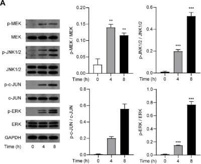 Activation of ERK1/2 signaling was necessary for venlafaxine-induced apoptosis. (A) Representative western-blot bands and quantification of the MAPK signal molecules abundances in MV3 cells treated with venlafaxine (10 μM) for 0–8 h (B) MV3 cells were treated with vehicle, JNK1/2 inhibitor SP600125 and MERK/ERK inhibitor PD98059 for 72 h. Cell viability were measured by CCK-8 kits at 72 h (C) MV3 cells were transfected with siRNA control, JNK1/2 siRNA, and ERK siRNA for 72 h. Cell viability were measured by CCK-8 kits at 72 h (D,E) Representative western-blot bands and quantification of Nur77 abundances in MV3 cells treated with venlafaxine (10 μM) for 8 h, or transfected with siRNA control, JNK1/2 siRNA, and ERK siRNA for 20 h (F) MV3 cells were immunostained with Bcl-2 and Nur77 antibodies and visualized by confocal microscopy. N = 3, *, p <.05, **, <.01, ***, p <.001 vs. control. Image collected and cropped by CiteAb from the following open publication (//pubmed.ncbi.nlm.nih.gov/36686679), licensed under a CC-BY license. Not internally tested by R&D Systems.
