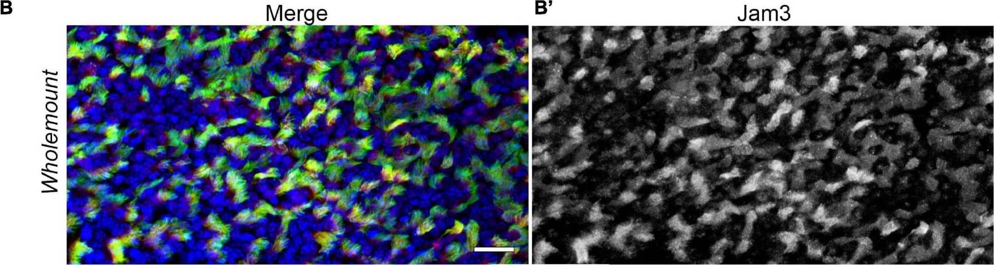 Junctional adhesion molecule 3 (Jam3) is expressed in multiciliated cells in the mouse airway epithelium. (A) Immunohistochemistry of Jam3 in the mouse airway epithelium. Black arrows point to multiciliated cells, while black arrowheads point toward non-ciliated cells. (A’) A higher magnification image for a Jam3 immunohistochemistry in the mouse airway epithelium. (B’) A magnification of an immunohistochemistry image of Jam3 in the mouse airway epithelium. (B) Immunofluorescence in mouse whole-mount trachea for Jam3 in red (gray in panel B’), acetylated tubulin in green (gray in panel B’), and DAPI in blue (gray in panel B”). (C) Confocal image with higher magnification for Jam3 localization in whole-mount tracheas, Jam3 in red (gray in panel C’), and acetylated tubulin in green (gray in panel C”). (D,E) Jam3 immunofluorescence in MTECs differentiated for 14 days in vitro, nuclei in blue (gray in panels D’,E’), and Jam3 in green (gray in panels D’,E”) using two different antibodies. Scale bar represents 10 μm in panel (C), represents 10 μm, and represents 20 μm in panels (D,E). White arrowhead point a MCC with low Jam3 expression levels. Image collected and cropped by CiteAb from the following open publication (//pubmed.ncbi.nlm.nih.gov/34395412), licensed under a CC-BY license. Not internally tested by R&D Systems.