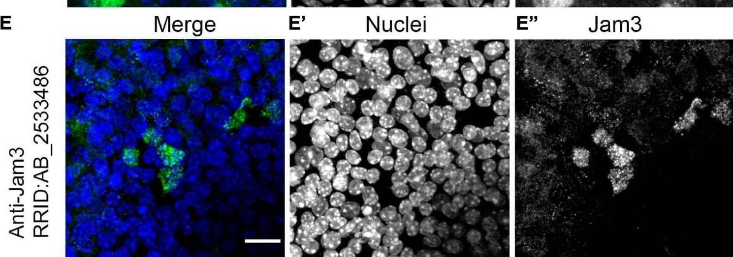 Immunohistochemistry JAM-C Antibody [Unconjugated]