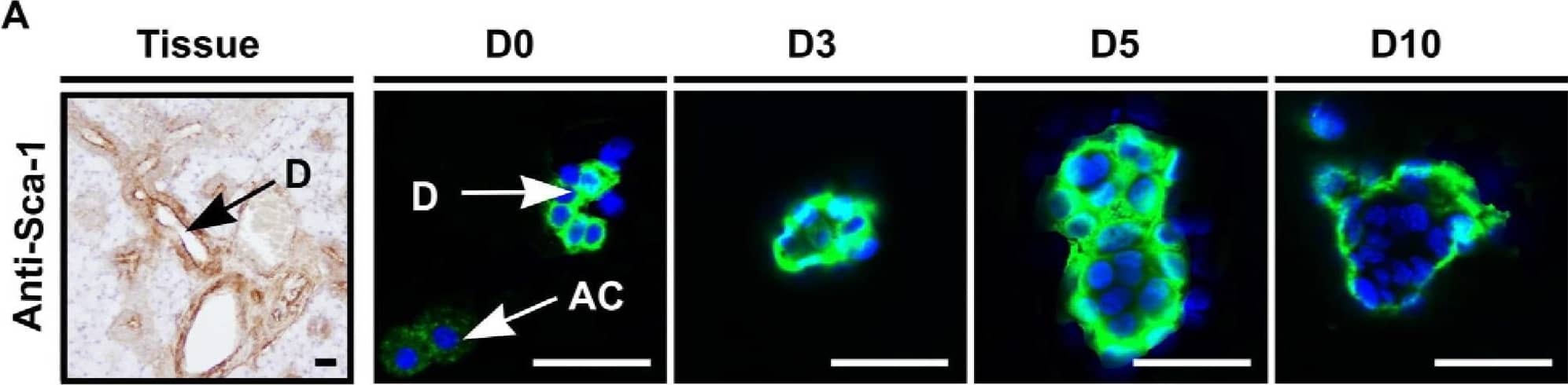 Sali spheres contain stem cells.(A) Sca-1 is present in the mouse submandibular gland on endothelial cells as well as on excretory and striated duct cells (D), and was clearly present at the onset of cultivation (D0) whereas acinar cells (AC) did not express Sca-1. At day 3 and later time-points, nearly all cells at the periphery of the Sali spheres showed high Sca-1 expression which decreased in time (D10). (B) Approximately 52.0+/−3.1% (Mean+/−STDEV) of cells in D3 cultured spheres expressed Sca-1, as quantified by flow cytometry. (C) c-Kit is only expressed by excretory duct cells (Tissue). Sali spheres showed similar c-Kit staining patterns as for Sca-1. (D) Most nuclei in excretory duct compartments and few nuclei in striated duct cells showed Musashi-1 presence (Tissue). Whereas Musashi-1 was still present in the nuclei of some cells at the onset of culturing (D0-arrow), most cells showed cytoplasmic localization which diminished in time (D3–5–10). Cells were visualized with DAPI (blue). Scale bar = 50 µm, inset = 20 µm. D = duct cells, AC = acinar cell, D0–3–5–10 represent days in culture. Image collected and cropped by CiteAb from the following open publication (//pubmed.ncbi.nlm.nih.gov/18446241), licensed under a CC-BY license. Not internally tested by R&D Systems.