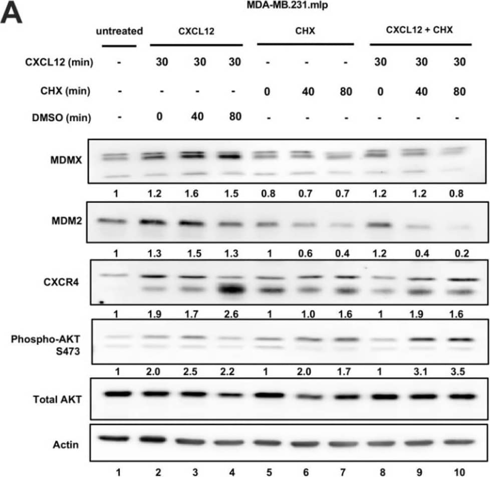 CXCL12 addition does not increase MDMX protein half-life following cycloheximide or MG132 treatment. (A) Immunoblot analysis of lysates from MDA-MB-231 cells treated with CXCL12 (50 ng/mL) for 30 min followed by cycloheximide (CHX) or DMSO for 40 or 80 min. Cells were harvested and lysed in CHAPS lysis buffer and subjected to immunoblotting to probe for MDM2 and MDMX. Actin was probed as a loading control. (B,C) Evaluation of Western blot band density was carried out using ImageJ and Prism software. Error bars represent SD. * p < 0.05, NS = non-significant. (D) HCT116 p53-/- cells were transfected with pcDNA3-MDMX for 24 h and then treated with CXCL12 (50 ng/mL) for 30 min followed by MG132 or DMSO for 40 or 80 min. Cells were harvested and lysed in CHAPS lysis buffer and subjected to immunoblotting to probe for MDM2, MDMX, and Ubiquitin. Actin was probed as a loading control. (E,F) Evaluation of Western blot band density was carried out using ImageJ and Prism 10 software. Error bars represent SD. * p < 0.05, NS = non-significant. Image collected and cropped by CiteAb from the following open publication (//pubmed.ncbi.nlm.nih.gov/39766093), licensed under a CC-BY license. Not internally tested by R&D Systems.