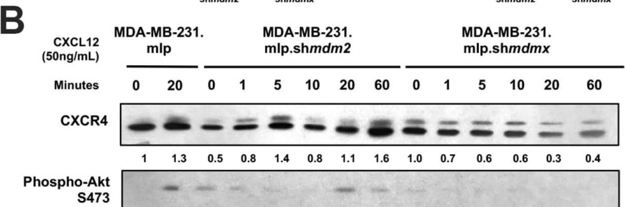Knockdown of MDMX in MDA-MB-231 cells disrupts CXCL12 signaling to upregulate CXCR4, MDM2, and AKT activation. MDA-MB-231.mlp, MDA-MB-231.mlp.shmdm2, and MDA-MB-231.mlp.shmdmx cells treated in cell culture with the addition of CXCL12 at a final concentration of 50 ng/mL in cell culture for up to 60 min. (A) CXCR4 and phospho-AKT S473 protein levels were semi-quantified at 20 min via ImageJ relative to actin as a loading control. Protein level analysis was carried out using Western blot results using Image J and Prism software and densitometries were measured as a ratio relative to the actin band density. Fold change was calculated relative to protein levels in the untreated 231.mlp vector control cells. Error bars represent SD. * p < 0.05, NS = non-significant (N = 3 biological replicates). (B) Immunoblot analysis for CXCR4, phospho-AKT, MDMX, and MDM2 protein levels in MDA-MB-231 or knockdown cells after the addition of CXCL12. (C) MDMX and MDM2 protein levels were semi-quantified at 20 min post addition of CXCL12 to the cell culture. Protein levels were normalized to actin and fold change was calculated relative to untreated 231.mlp vector control cells. MDM2 or MDMX knockdown were confirmed for each respective cell line. Protein level analysis was carried out from Western blot results using Image J and Prism software and expression scores were normalized to actin. Error bars represent SD. * p < 0.05, NS = non-significant (N = 3 biological replicates). Image collected and cropped by CiteAb from the following open publication (//pubmed.ncbi.nlm.nih.gov/39766093), licensed under a CC-BY license. Not internally tested by R&D Systems.