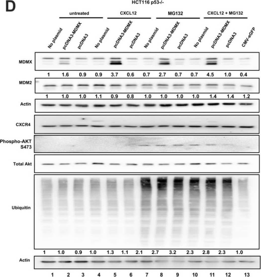 CXCL12 addition does not increase MDMX protein half-life following cycloheximide or MG132 treatment. (A) Immunoblot analysis of lysates from MDA-MB-231 cells treated with CXCL12 (50 ng/mL) for 30 min followed by cycloheximide (CHX) or DMSO for 40 or 80 min. Cells were harvested and lysed in CHAPS lysis buffer and subjected to immunoblotting to probe for MDM2 and MDMX. Actin was probed as a loading control. (B,C) Evaluation of Western blot band density was carried out using ImageJ and Prism software. Error bars represent SD. * p < 0.05, NS = non-significant. (D) HCT116 p53-/- cells were transfected with pcDNA3-MDMX for 24 h and then treated with CXCL12 (50 ng/mL) for 30 min followed by MG132 or DMSO for 40 or 80 min. Cells were harvested and lysed in CHAPS lysis buffer and subjected to immunoblotting to probe for MDM2, MDMX, and Ubiquitin. Actin was probed as a loading control. (E,F) Evaluation of Western blot band density was carried out using ImageJ and Prism 10 software. Error bars represent SD. * p < 0.05, NS = non-significant. Image collected and cropped by CiteAb from the following open publication (//pubmed.ncbi.nlm.nih.gov/39766093), licensed under a CC-BY license. Not internally tested by R&D Systems.