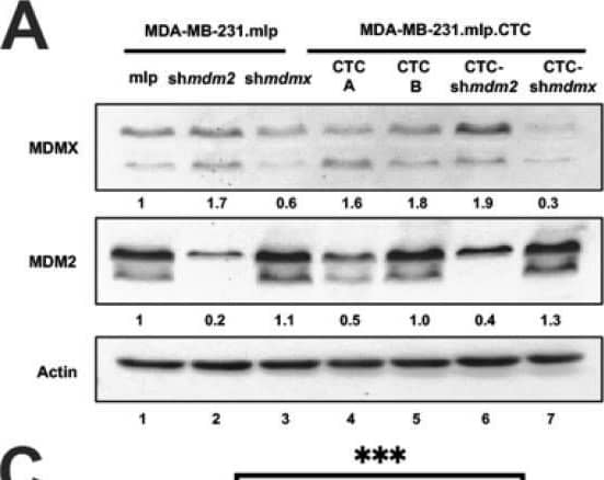 MDA-MB-231.mlp.CTC lines compared to MDA-MB-231.shmdm2.CTC and MDA-MB-231.shmdmx.CTC maintain increased migratory compacity but have reduced response to CXCL12. (A) Immunoblot of whole cell lysates from MDA-MB-231.mlp, MDA-MB-231.shmdm2, and MDA-MB-231.shmdmx (lanes 1–3) and MDA-MB-231.mlp.CTC A and B (lanes 4 and 5), MDA-MB-231.shmdm2.CTC (lane 6), and MDA-MB-231.shmdmx.CTC (lane 7) cell lines probed for MDMX (top) and MDM2 (middle). The loading control was actin (bottom) (B) Representative images of MDA-MB-231-derived CTC lines in wound healing assay. Black lines denote the borders of the scratch made. (C) Graph of % wound closure at 12 h time point. Error bars represent SD. *** p < 0.001, NS = nonsignificant. The p value was calculated using two-tailed unpaired t tests on Prism software (D) Immunoblot of whole cell lysates from MDA-MB-231.mlp.CTC lines treated with CXCL12 at a final concentration of 50 ng/mL for 30 and 60 min. (E) MDMX and MDM2 protein expression was compared using ImageJ quantitation relative to actin, respectively, as a loading control. Image collected and cropped by CiteAb from the following open publication (//pubmed.ncbi.nlm.nih.gov/39766093), licensed under a CC-BY license. Not internally tested by R&D Systems.