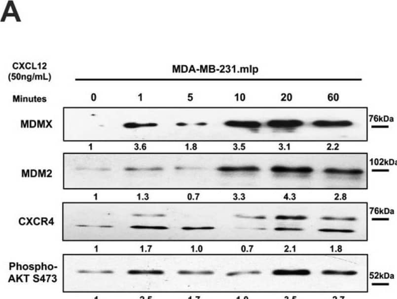 Chemokine CXCL12 addition to cell culture increases CXCR4, activates PI3K/AKT, and MDMX and MDM2 protein levels. (A) Panels show immunoblot analysis for MDMX, MDM2, CXCR4, and phospho-AKT S473, total AKT, and actin in MDA-MB-231.mlp cells after treatment for up to 60 min with CXCL12 at 50 ng/mL for 0, 1, 5, 10, 20, and 60 min, lanes 1–6. Total AKT and actin were used as loading controls. The proteins were derived from the same samples run on different gels/membranes at the same time and their molecular weights are shown. (B) Untreated cells and those following the 20 min treatments were compared for the MDMX and MDM2 protein levels evaluated (using actin as a normalizer control for loading) using ImageJ and graphs were created with Prism 10 software, with the untreated value set as 1 and the ratio reported for CXCL12-treated samples (20 min) used to report the fold change. (C) Untreated and 20 min treatments were compared for CXCR4 and phospho-AKT S473 protein levels quantified via ImageJ relative to total AKT as a loading control with the untreated value set as 1 and the ratio reported for CXCL12-treated samples (20 min) used to report the fold change. Images were analyzed using ImageJ and graphs were created with Prism software. Error bars represent SD. * p < 0.05, ** p < 0.01, NS = non-significant (N = 4 biological replicates). Image collected and cropped by CiteAb from the following open publication (//pubmed.ncbi.nlm.nih.gov/39766093), licensed under a CC-BY license. Not internally tested by R&D Systems.